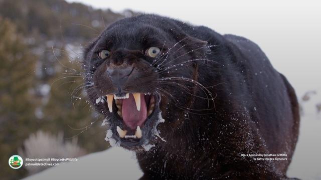 DYK Black #leopards 🐆🐈‍⬛🖤 only differ from other leopards by the colour of their coat, a genetic variation known as #melanism. A major threat is #palmoil #deforestation. Help them and #Boycottpalmoil #Boycott4Wildlife in the supermarket @palmoildetect https://palmoildetectives.com/2021/07/28/the-why-what-and-where-of-the-worlds-black-leopards/?utm_source=mastodon&utm_medium=Palm+Oil+Detectives&utm_campaign=publer