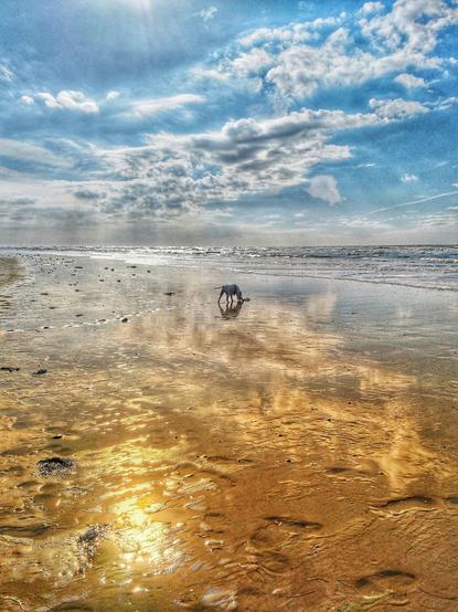 Ein weitläufiger Sandstrand, an den seichte Wellen anlanden. Etwas entfernt steht ein Hund. Der Himmel ist wechselnd bewölkt, blau und sonnig. Im Wasser werden Sonnenstrahlen, Himmel und Wolken reflektiert.