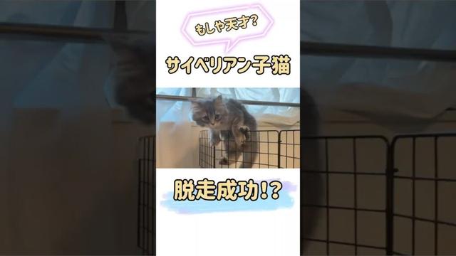 【新入り子猫】フェンス、越えちゃった！？姉ナナ、絶句#ラグドール #サイベリアン #猫 #子猫