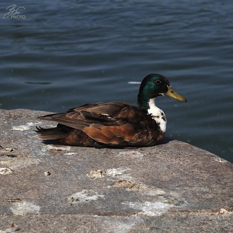 Urban Duck, Serene Mind