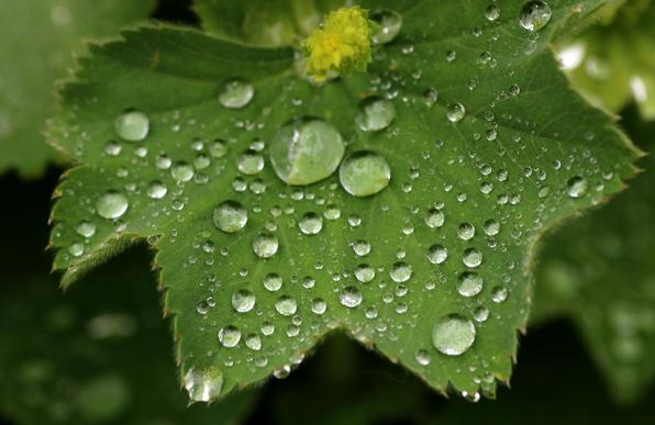 Ein sattgrünes Blatt mit fein gezähnten Rändern ist überzogen von zahlreichen glänzenden Wassertropfen. Sie liegen wie Perlen auf der Oberfläche – kein Tropfen dringt ein. Dieses Naturphänomen nennt man Lotus-Effekt: Schmutz und Wasser perlen ab, ohne Spuren zu hinterlassen.
Im übertragenen Sinn steht das Bild für eine Demokratie, die sich selbst schützt – indem sie das abstößt, was ihr gefährlich wird: Faschismus, Hass, Gleichschaltung.
Eine Einladung an die Gesellschaft, sich endlich selbst zu reinigen.

⸻

📷 Image Description (English):
A lush green leaf with finely serrated edges is covered in shimmering water droplets. They rest like pearls on the surface – none are absorbed. This natural phenomenon is known as the Lotus Effect: water and dirt roll off effortlessly, leaving the surface untouched.
Symbolically, the image represents a democracy that protects itself by repelling what threatens it: fascism, hatred, authoritarianism.
A visual call for societal self-cleansing and resilience.🖖