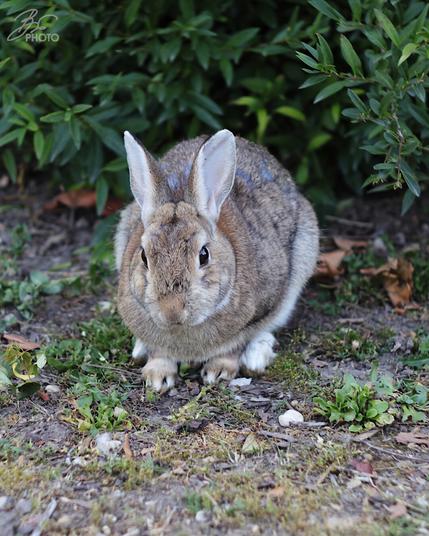 Tame wild hare on danube island