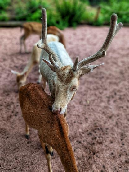 A male albino fallow deer with impressive antlers rests its head just above the shoulder of a smaller, reddish-brown deer, likely a doe. They are in an enclosure with several other deer visible in the blurred background. The ground is covered in reddish-brown gravel or dirt, and lush green foliage is out of focus in the top left. The image is taken from a slightly elevated perspective, looking down at the two main deer.