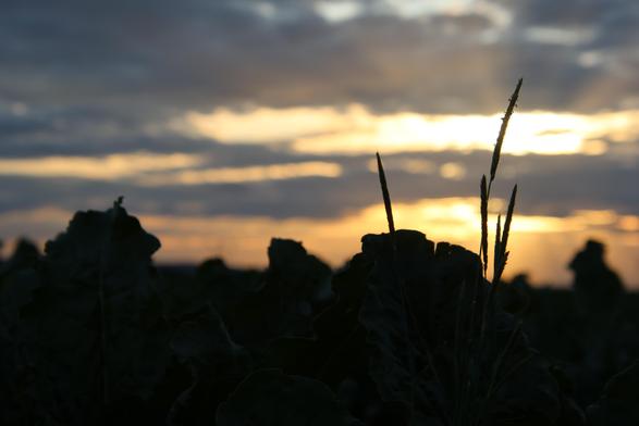 Gräser und Blätter im Vordergrund als Silhouette erkennbar. Dahinter ein wolkenreicher Sonnenuntergang.
Matzework
