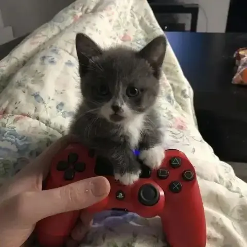 Un chaton gris au museau blanc et papattes blanches, et une barbichette grise , pose ses pattounes sur la manette de jeu vidéo de son humain⋅e qui la tient en main probablement pendant une partie.