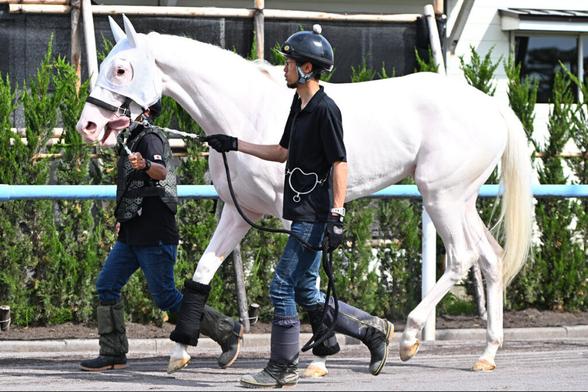 半姉には白毛のアイドルホース・ソダシ モーリス産駒のマルガがデビューに向けて函館競馬場へ入厩（東スポ競馬） - Yahoo!ニュース - Yahoo!ニュース