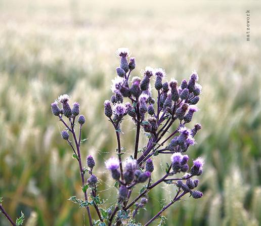 Distel mit teilweisen lila Blüten vor einem Getreidefeld (hellbraun - beige mit grünlichen Punkten), welches leicht verschwommen ist.
Matzework