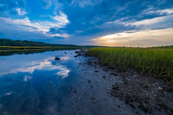 The sun rises over the shore of the saltmarsh. Clouds reflect on the water. Shells litter the mud.
© Tom Goetz. All rights reserved. Training an AI on this image is expressly forbidden.