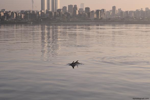2 dolphins swimming in a calm water in front of tall buildings. eyluldogruel.com