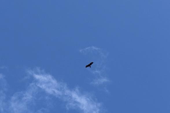 a wedge-tailed eagle against a blue sky with some wispy clouds