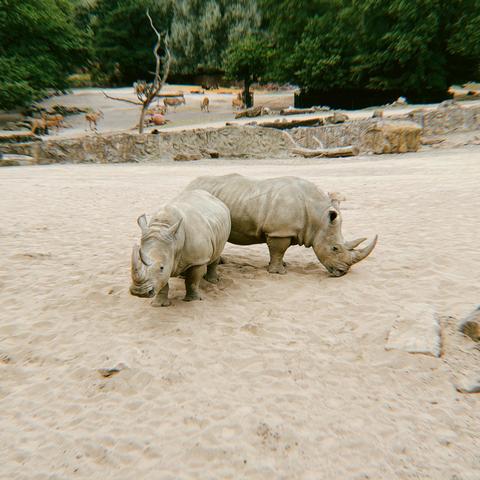 Zwei Nashörner grasen auf sandigem Boden in einem Zoo, mit spärlicher Vegetation und anderen Tieren, die im Hintergrund sichtbar sind.