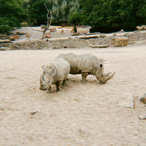 Zwei Nashörner grasen auf sandigem Boden in einem Zoo, mit spärlicher Vegetation und anderen Tieren, die im Hintergrund sichtbar sind.