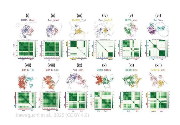 The predicted 3D structures (top panels) and the Predicted Aligned Error (PAE) plots (bottom panels) for each candidate heterodimers scoring above 0.6.