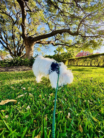 Rocket is standing nose down into a green grassy lawn located in the Anglican Church grounds. A large tree throws a morning shadow over him. There is a hedge growing behind, with other trees and plants. It’s a sunny day.