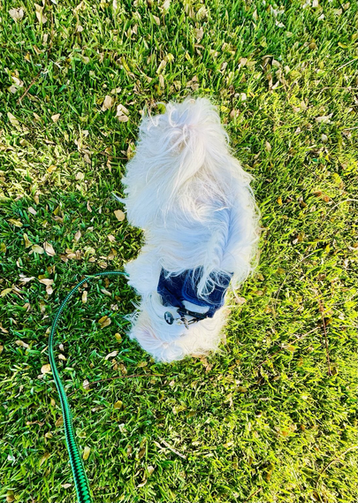 A view of Rocket sniffing at the grass from above him.