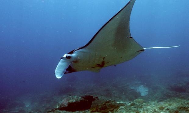 Imagen de archivo de una manta raya. (Getty Images)