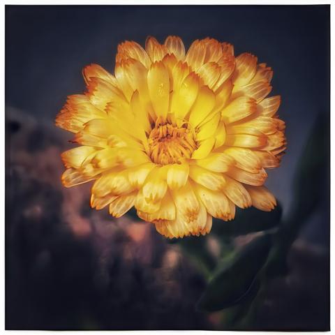 A striking close-up of a calendula flower, transitioning from a rich golden yellow at its centre to a softer orange at the tips of its numerous petals. The flower is well-defined against a dark, softly blurred background, with hints of green foliage at the bottom right, making the bloom the clear focal point of the image.