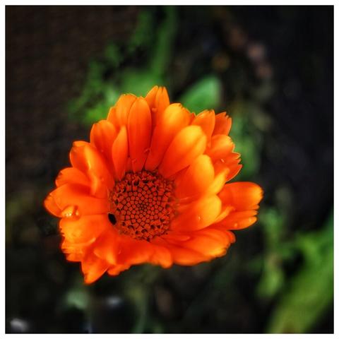 A vibrant, close-up shot of an orange calendula flower with dew drops on its petals. The flower is in full bloom, showcasing its many layered petals and a textured central disc of tiny florets. A small, dark insect is visible near the centre of the flower. The background is softly blurred with dark green and brown tones, bringing the bright orange flower into sharp focus.