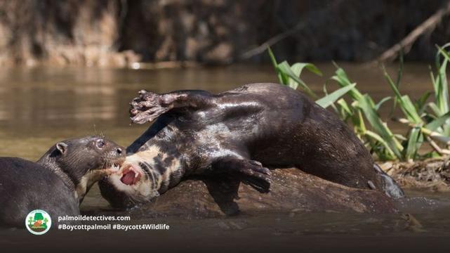 Giant Otter Pteronura brasiliensis playing together