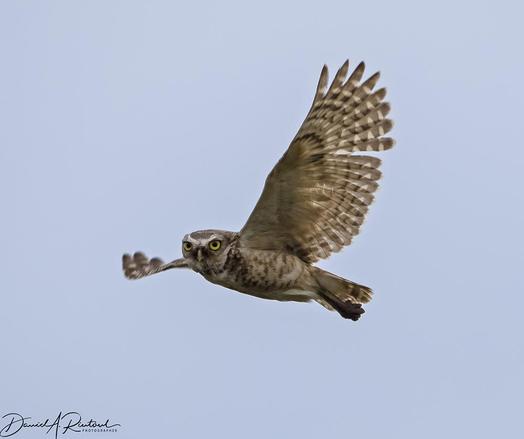 Flying bird, head tilted toward camera. Rounded head, yellow iris, brown and white banded wings, against a pale blue sky