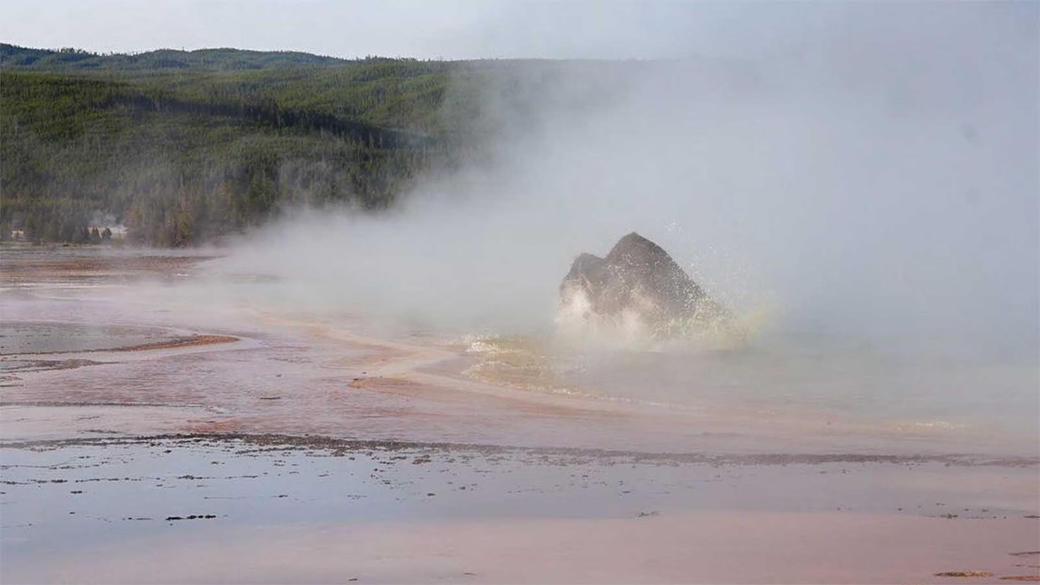 Bison dying in a hot spring