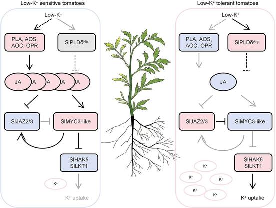Diagram of a whole tomato plant, flanked by contrasting flow diagrams for low K+-sensitive tomato and low-K+ tolerant tomatoes, illustrating that, in tomato, jasmonate activates a SlJAZ2/3—SlMYC3-like transcription factor module that regulates inhibition of plant growth induced by potassium ion (K+) deficiency and K+ uptake by regulating genes encoding K+ transporters and ion channels. Plus, it's noted that SlMYC3-like promoted SlJAZ2/3 expression, forming a negative feedback circuit in jasmonate signaling, mediating K+ uptake.