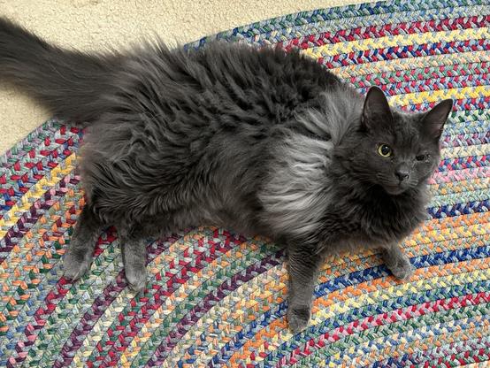 A fluffy gray cat lounges on a colorful woven rug, looking directly at the camera. The cat has one eye partially closed and is positioned comfortably with its tail extended.