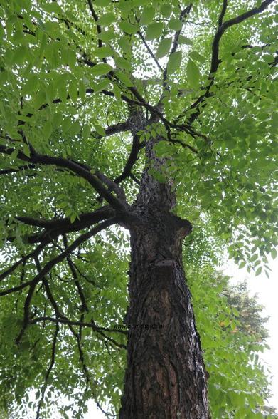 Photo of treespecies Gymnocladus dioicus : Category is boom-tree-baum-arbre-arbol