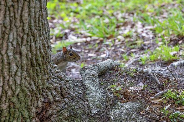 Squirrel peeking from behind a tree in Celebration, Florida, surrounded by greenery and natural beauty.