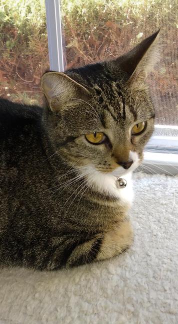 Pax, our tabby cat with white markings, is lying with her head erect on a soft, fuzzy, white window shelf.  Her beautiful amber-colored eyes are staring ahead, as though in rhought.  Long, flowing white whiskers adorn her face.  Her forelegs are tucked up underneath her.