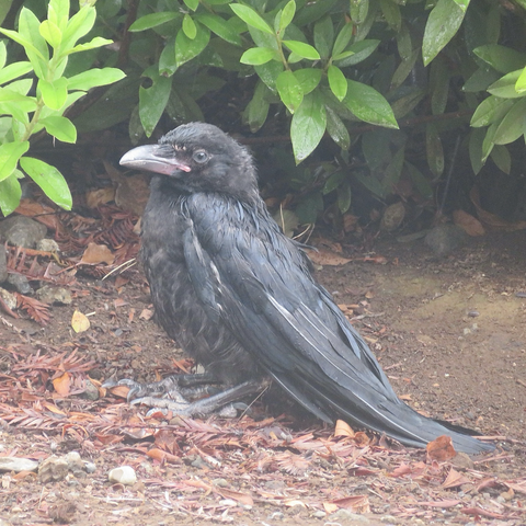 ハシボソガラスの幼鳥