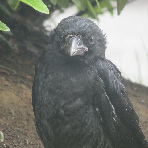 ハシボソガラスの幼鳥