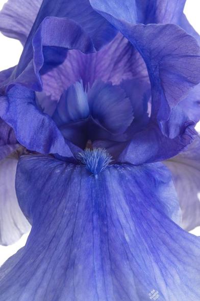 On a white BG, a closeup of an iris flower. All parts of the flower are a magical combination of blues, ranging from something very nearly cyan, to a blue-violet. In addition they vary also in saturation, and the translucence of the petals provides another layering of colour.