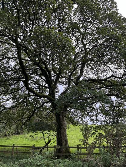 A large tree in full leaf with several large serpentine branches standing at the edge of a green field of grass with a post and rail wood fence. A tall, thick hedge runs along the left hand side of the meadow. Beyond the field, the water of Carsington Water reservoir is just visible through the lower branches of the tree. Water and sky are a uniform blue-grey