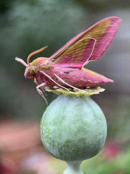 An Elephant Hawk-moth on the seedhead of an ornamental poppy. The moth is all pointy angles and vibrant pink; the seedhead is almost circular and pale blue-green.
The picture is from the side and the moth is preparing to fly, so side of the body and underside of the wings are showing, with white legs contrasting against the pink body. It also has some details in a warm olive green.