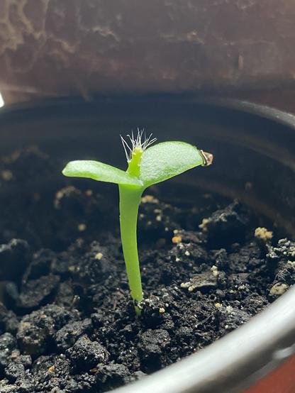 A bright green seedling with two rounded leaves is emerging from dark soil in a pot. The growth above the leaves looks like a frizzy green hairdo.