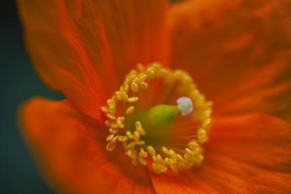 A red-orange Welsh poppy macro photo, zoomed in on the inner section of the flower, showing the yellow stamen and central pistil that looks like a little white ball of cotton on a green bulb