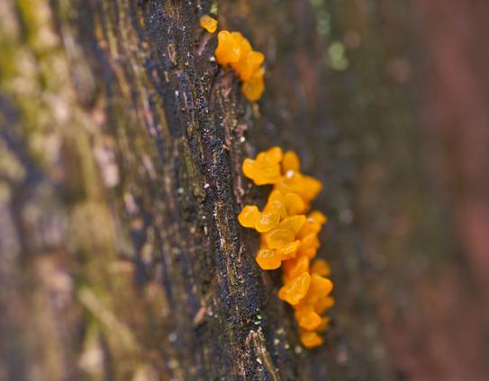 Tremella mesenterica, or witch's butter fungus; small orange jelly-like blobs growing in a row along some bark.