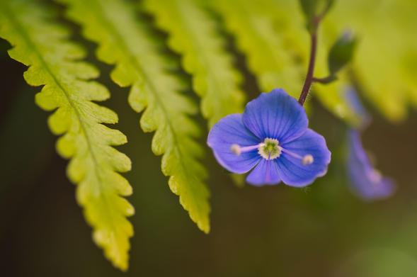 A small blue speedwell flower dropping into frame in front of some fern leaves, against a muted brown-green background