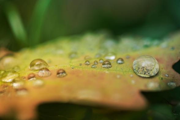 Water droplets gathered on a fallen oak leaf. The droplets cast the leaf below them into sharp focus.