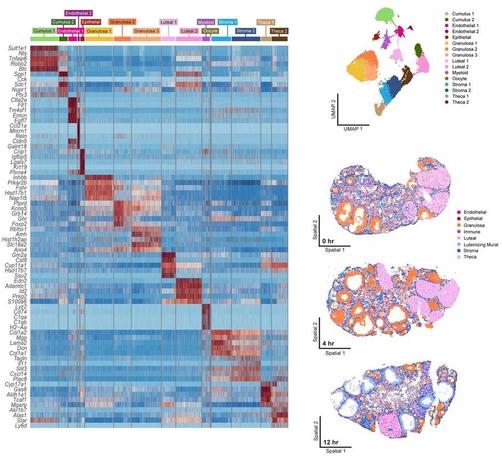Top right: A UMAP showing all 16 identified cell type clusters. The cell counts for each cluster were as follows: Cumulus 1 = 2,910, Cumulus 2 = 908, Endothelial 1 = 891, Endothelial 2 = 212, Epithelial = 440, Granulosa 1 = 2,931, Granulosa 2 = 1,781, Granulosa 3 = 3,044, Luteal 1 = 1,421, Luteal 2 = 2,641, Myeloid = 816, Oocyte = 16, Stroma 1 = 2,042, Stroma 2 = 2,970, Theca 1 = 1,051, Theca 2 = 1,640. Left: Heatmap shows five marker genes used to determine the identity of each cell cluster. Bottom right: Examples of 0 hr, 4 hr, and 12 hr MERFISH ovary sections with seven major cell types localized.