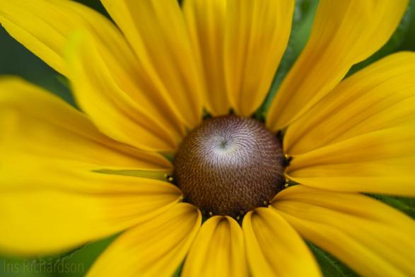 Jerusalem Artichoke Flower Macro photograph cropped at the edges of the flower petals