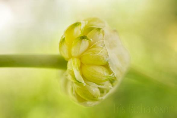 Garlic Bulbils in Pastel macro  photograph