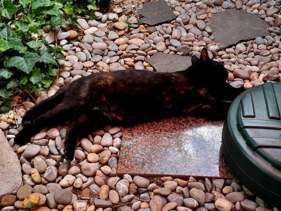 Harley Quinn, an almost black tortoiseshell with cinnamon and cream splotches,  lies sprawled in the gravel. She's not dead.