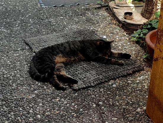 Pussy Galore, a grey tiger tabby, lies sprawled on a mat on the terrace. She's not dead.