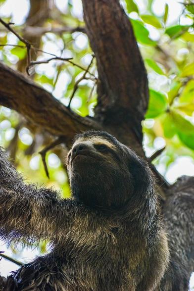 photo of a three-toed sloth from a sloth hangging in a tree, its fur is a little messy