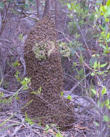 A vertical layout image with a swarm of bees covering the trunk of a small tree. The swarm has a boot like shape, with a large 'foot' at ground level, and a tall vertical cylinder maybe 40cm diameter wrapped around the trunk, tapering off about 1.5m from the ground.  Forest vegetation and sparse undergrowth all around.