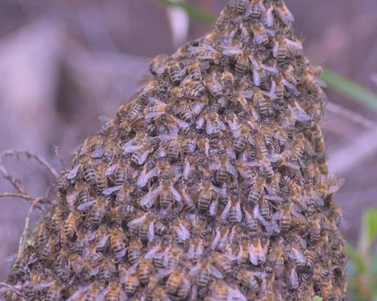 Close up of the swarm near the taper at the top, hundreds of bees all clinging to each other.
