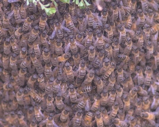 Close up of the swarm near the middle, hundreds of bees all clinging to each other.
