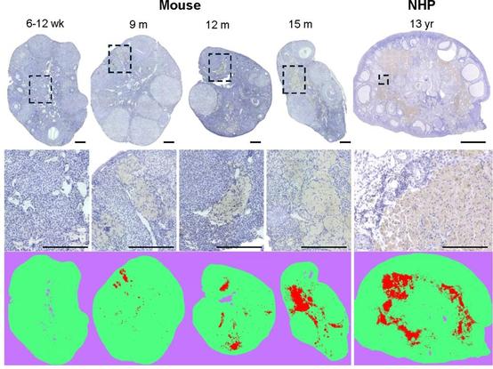 Multinucleated giant cells (MNGCs) are age-associated in mammalian ovaries. Top and middle panels show representative mouse and nonhuman primate (NHP) ovarian histological sections (from left: 6-12-week mice, 9-month mice, 12-month mice, 15-month mice, 13-year rhesus macaque. Bottom panels show trainable Weka Segmentation (ImageJ) of MNGCs across age.